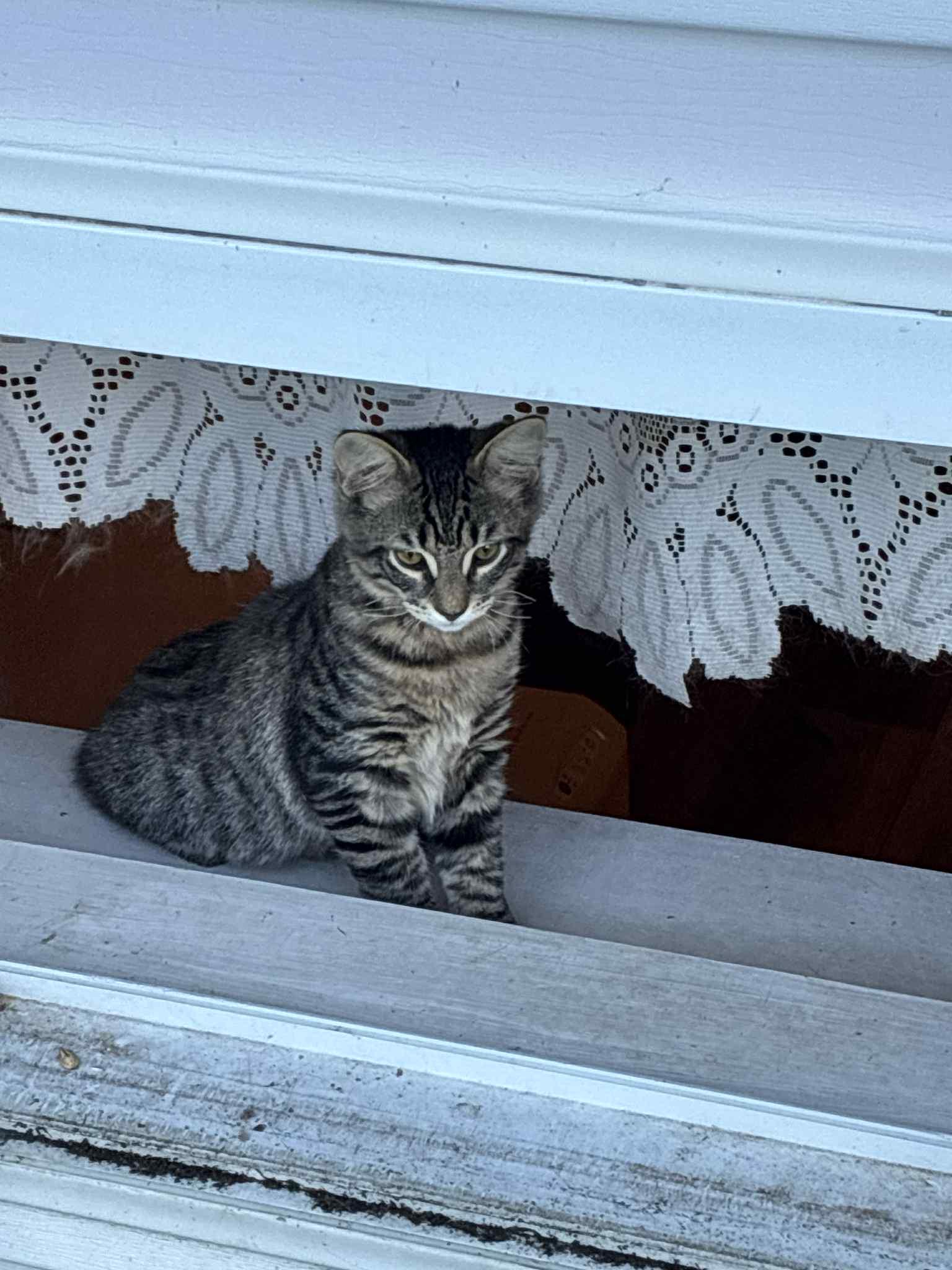 Big Floof, Adoptable, Kitten Male Domestic Medium Hair.