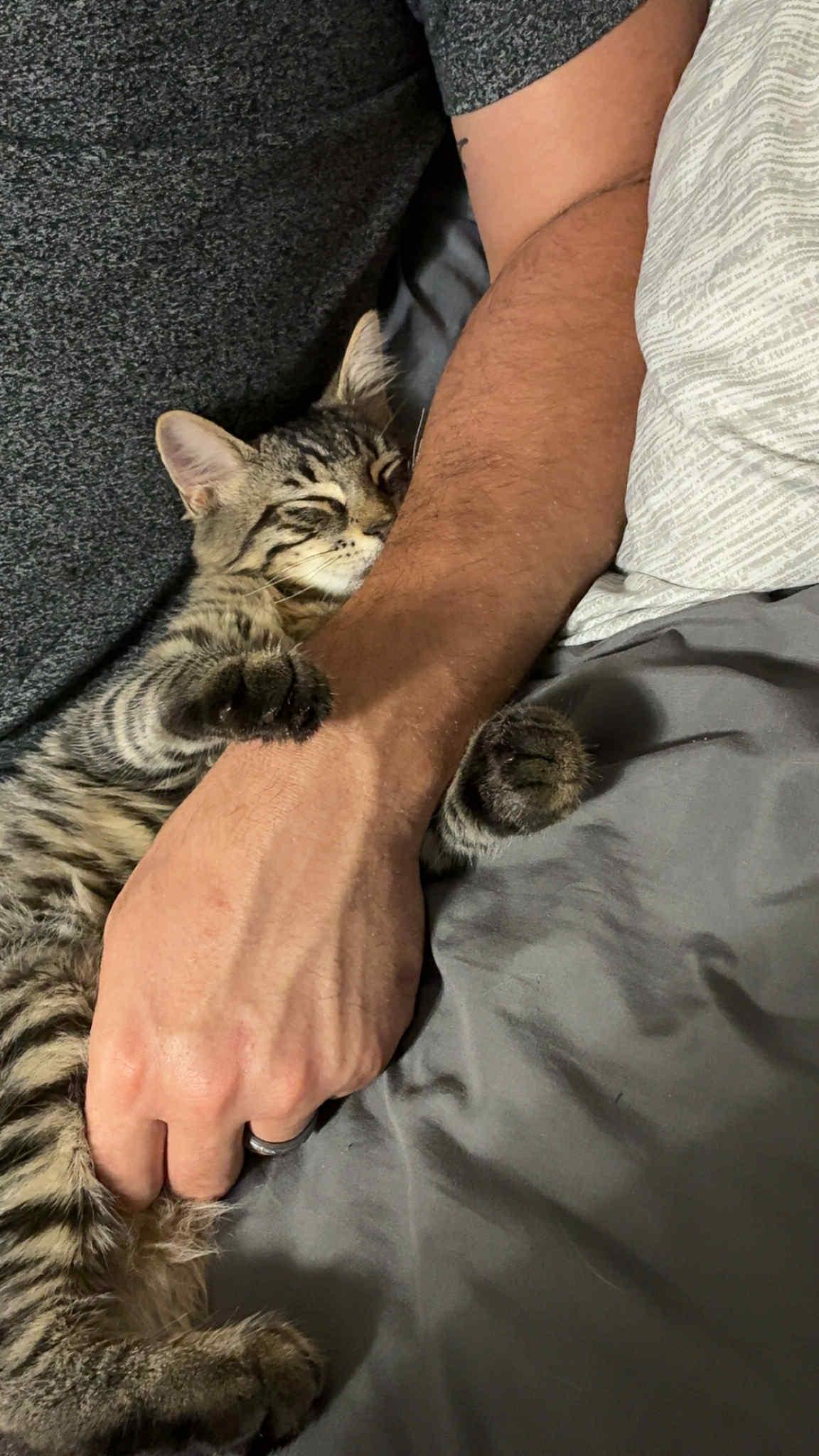 Enlarge Big Floof, a Adoptable mixed breed in Binghamton, NY image 2/3