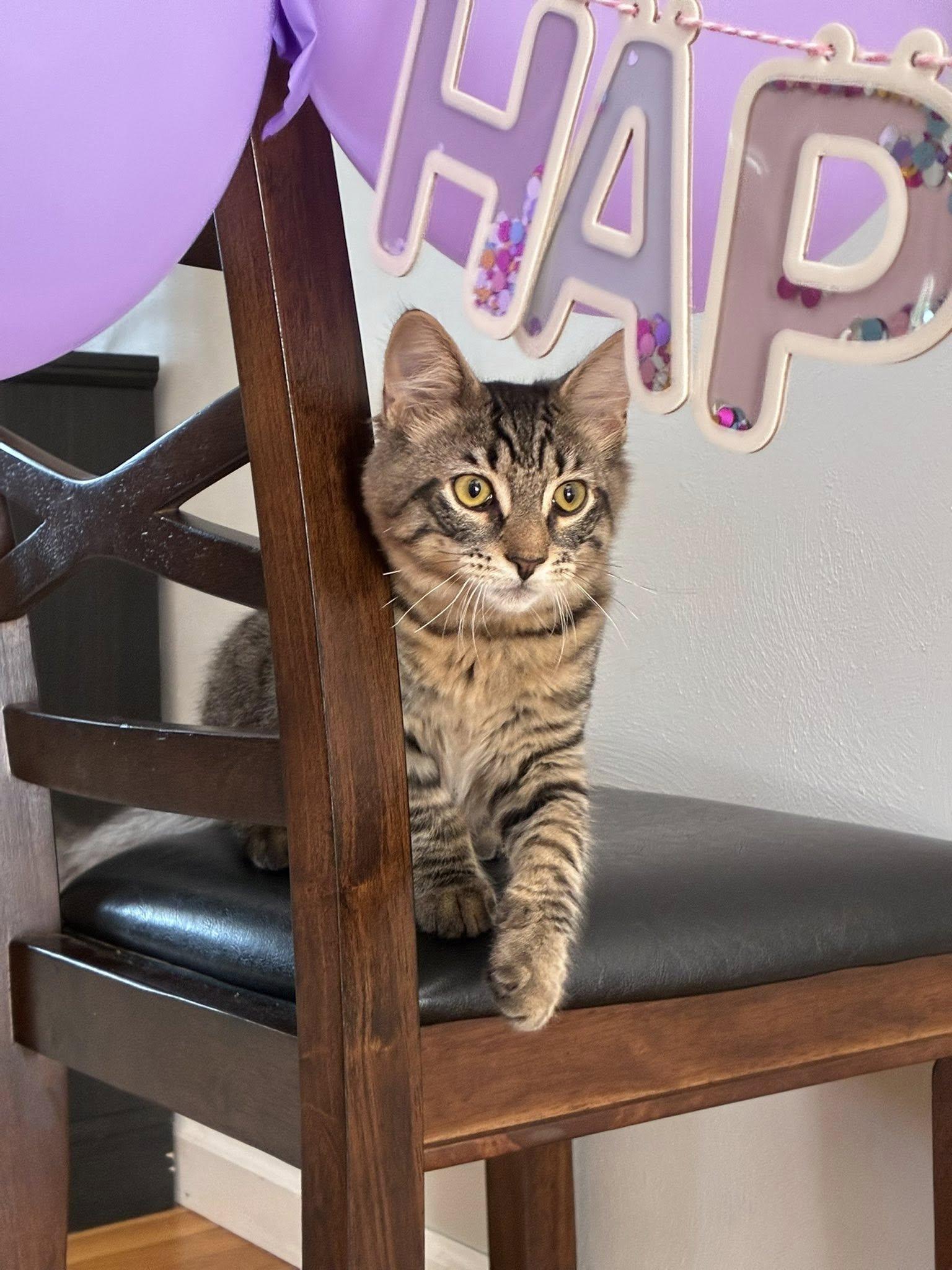 Enlarge Big Floof, a Adoptable mixed breed in Binghamton, NY image 3/3