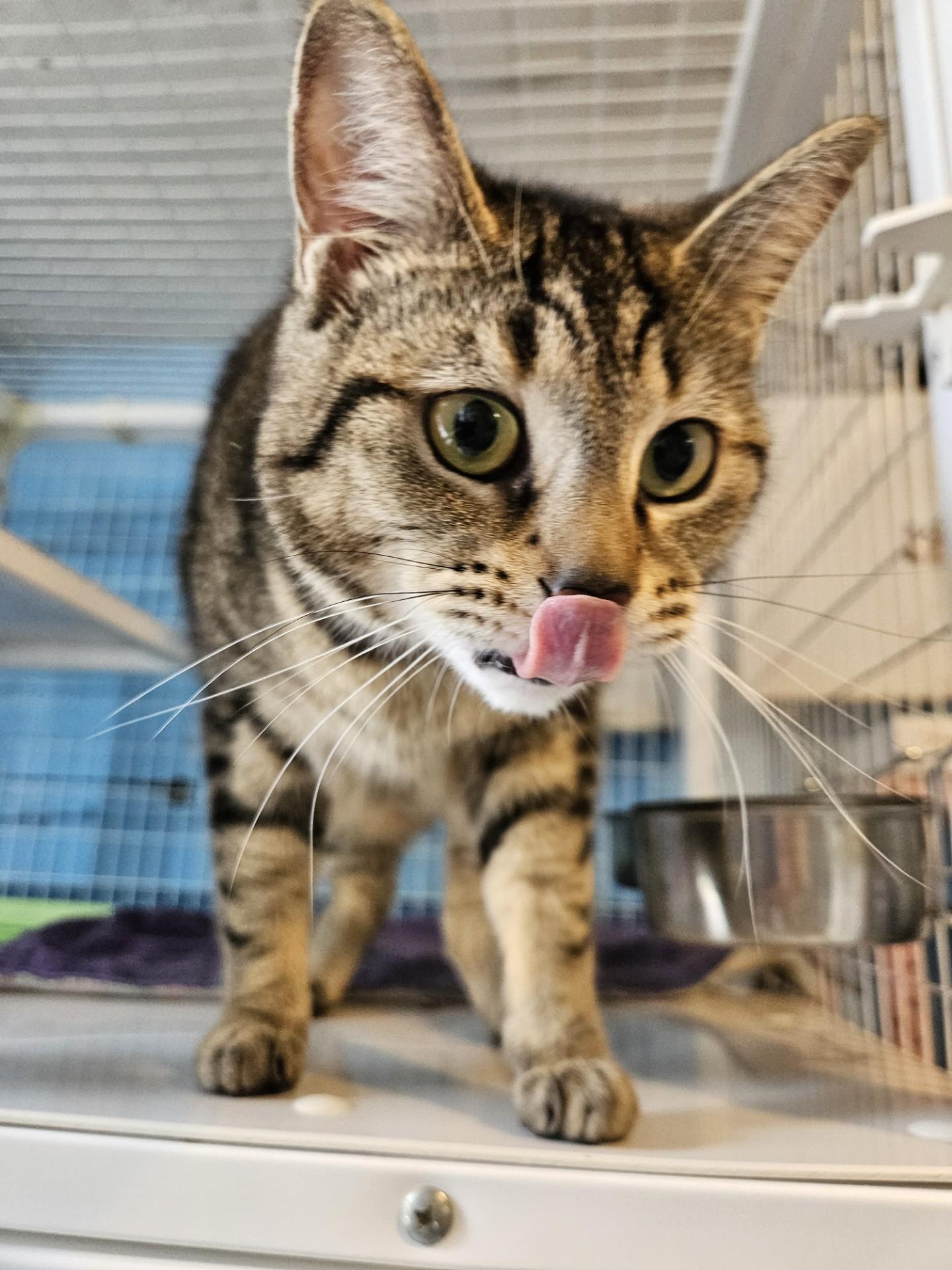 Octopus, a ADOPTABLE Domestic Short Hair in Claremont, NH image 2/2
