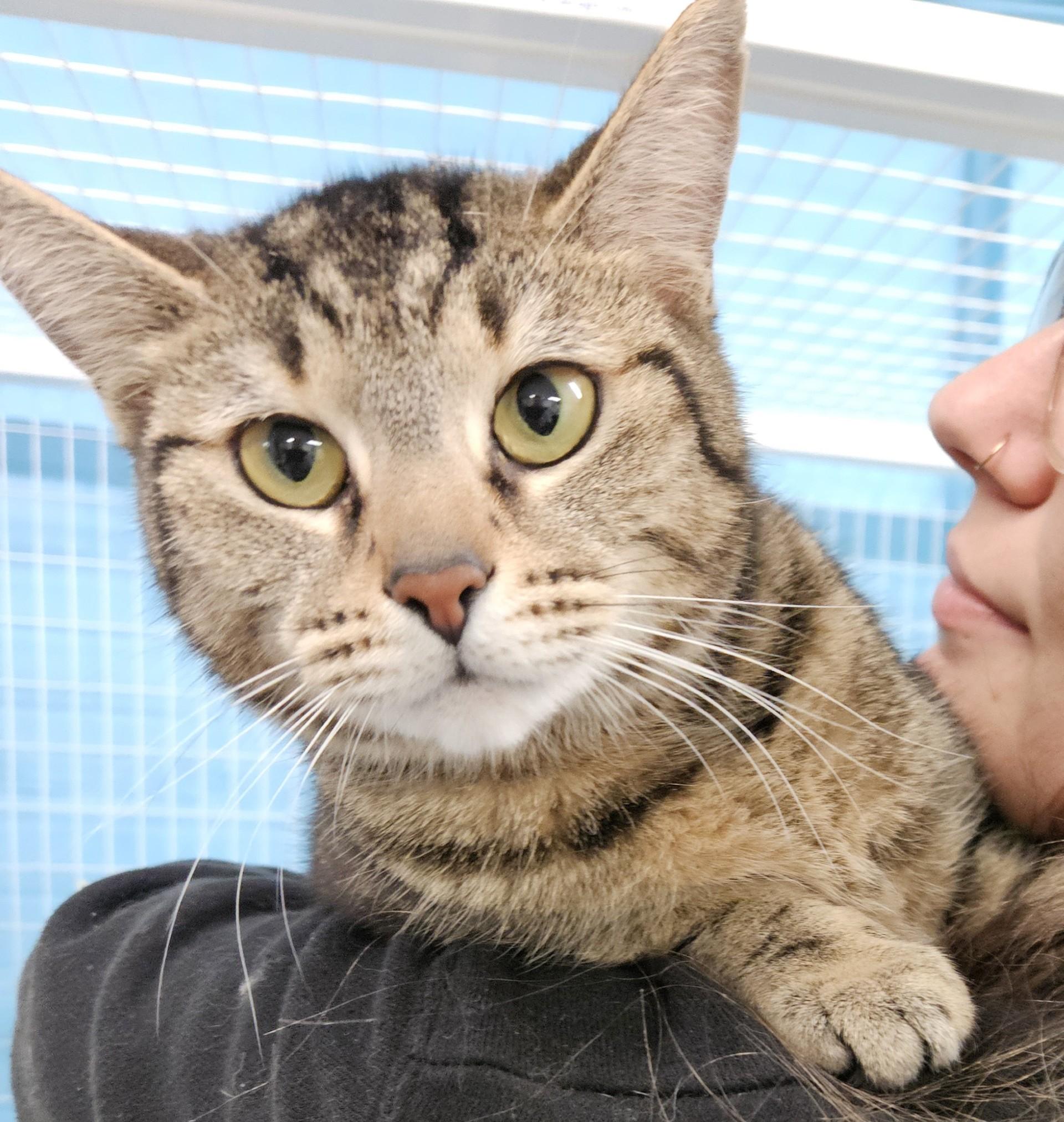 Octopus, ADOPTABLE, Adult Female Domestic Short Hair.