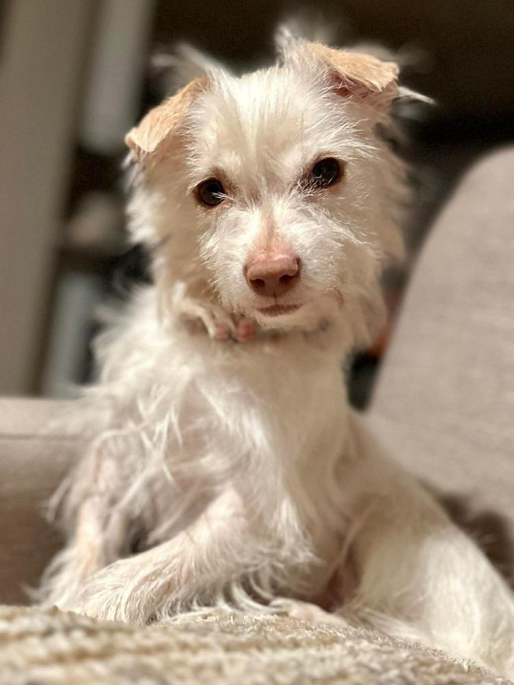 Agatha, a Adoptable mixed breed in Saugus, MA image 1/5