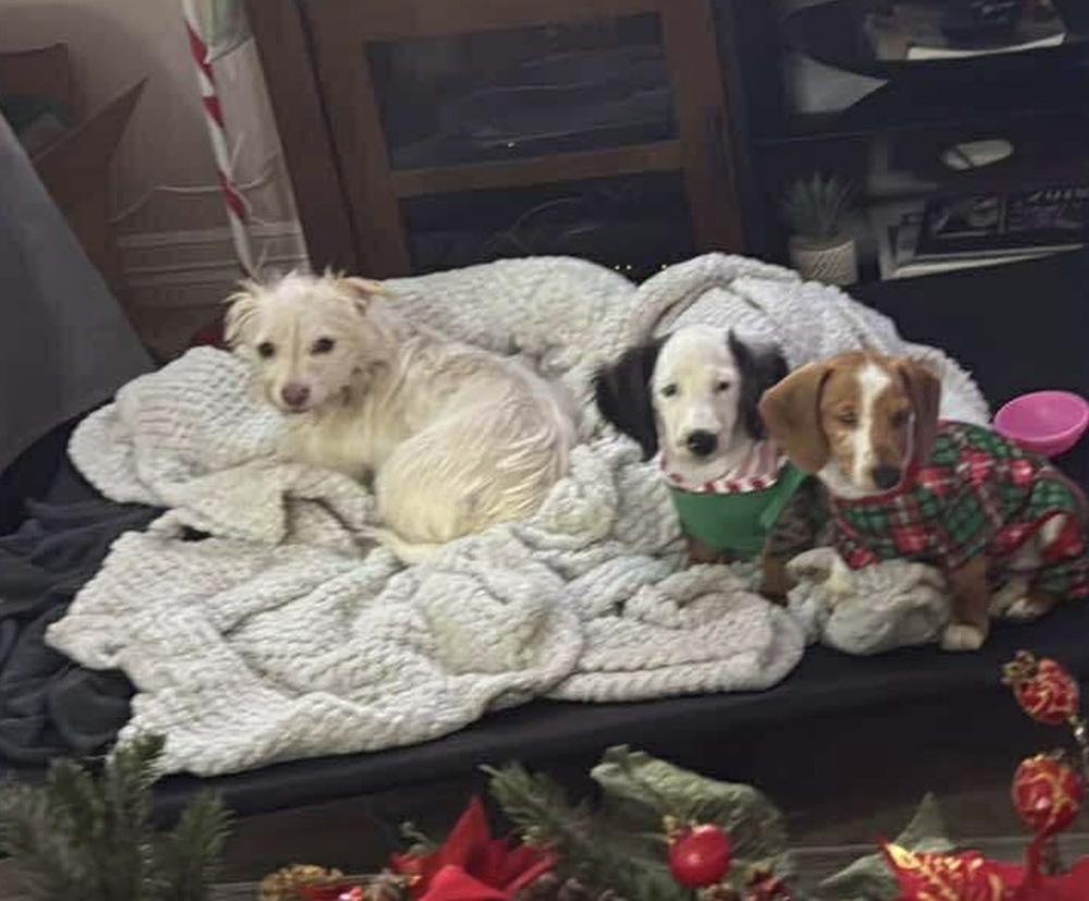 Agatha, a Adoptable mixed breed in Saugus, MA image 2/5