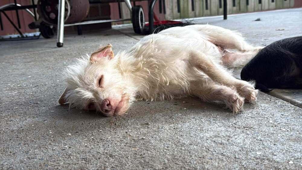 Agatha, a Adoptable mixed breed in Saugus, MA image 3/5