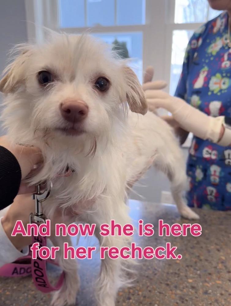 Agatha, a Adoptable mixed breed in Saugus, MA image 5/5