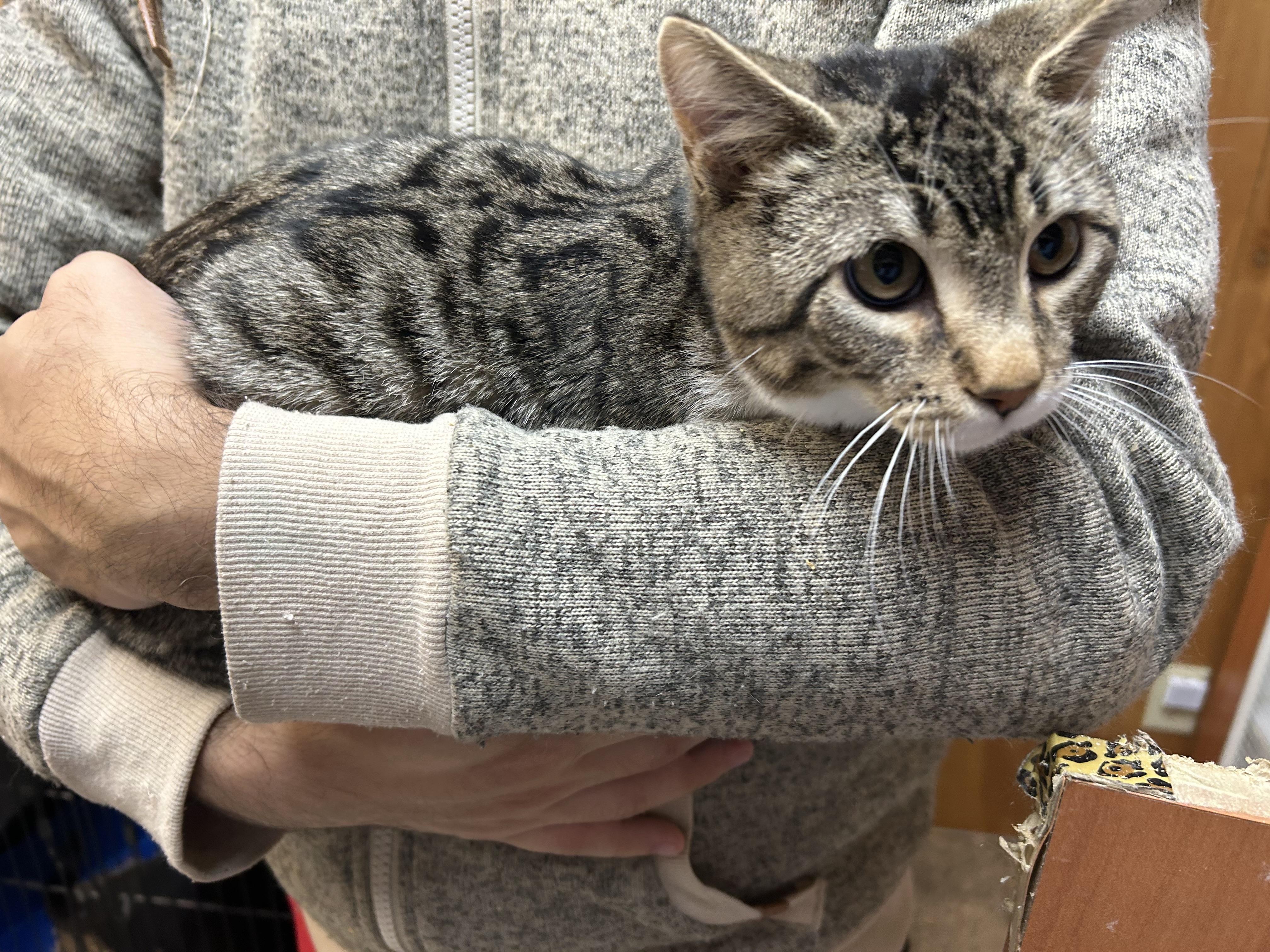 Enlarge Ziggy, a ADOPTABLE Domestic Short Hair in Kent, WA image 3/3