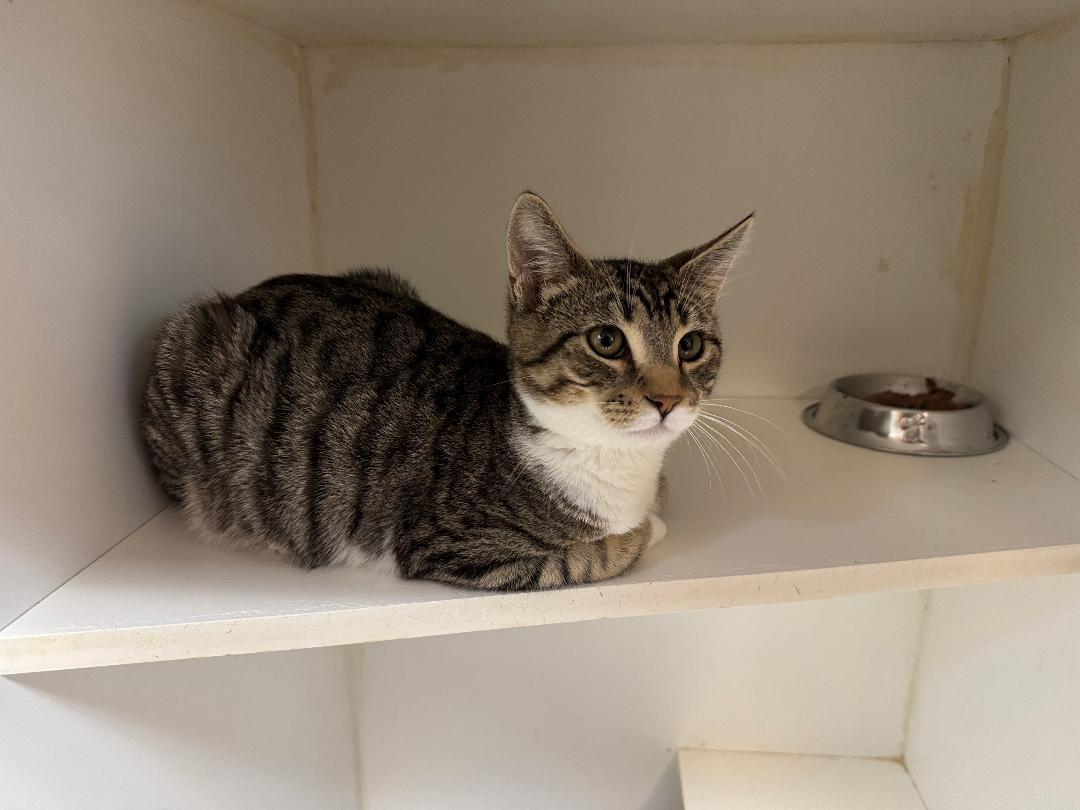 Ziggy, ADOPTABLE, Young Male Domestic Short Hair.