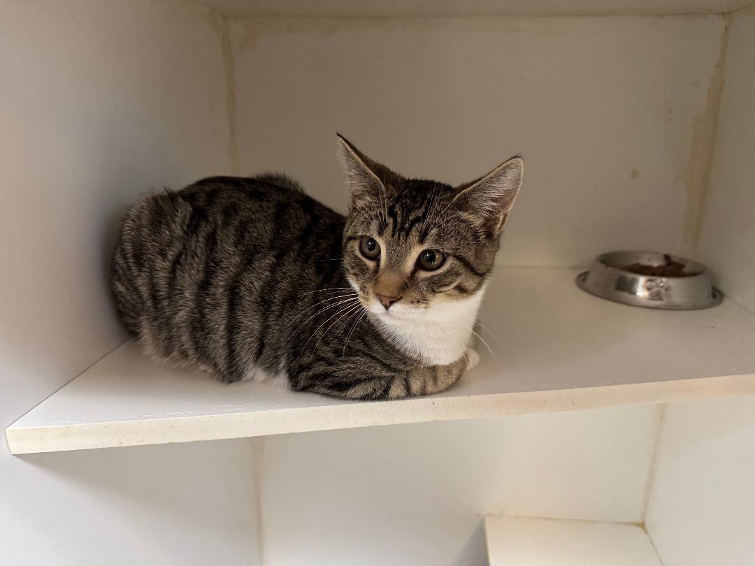 Enlarge Ziggy, a ADOPTABLE Domestic Short Hair in Kent, WA image 2/3