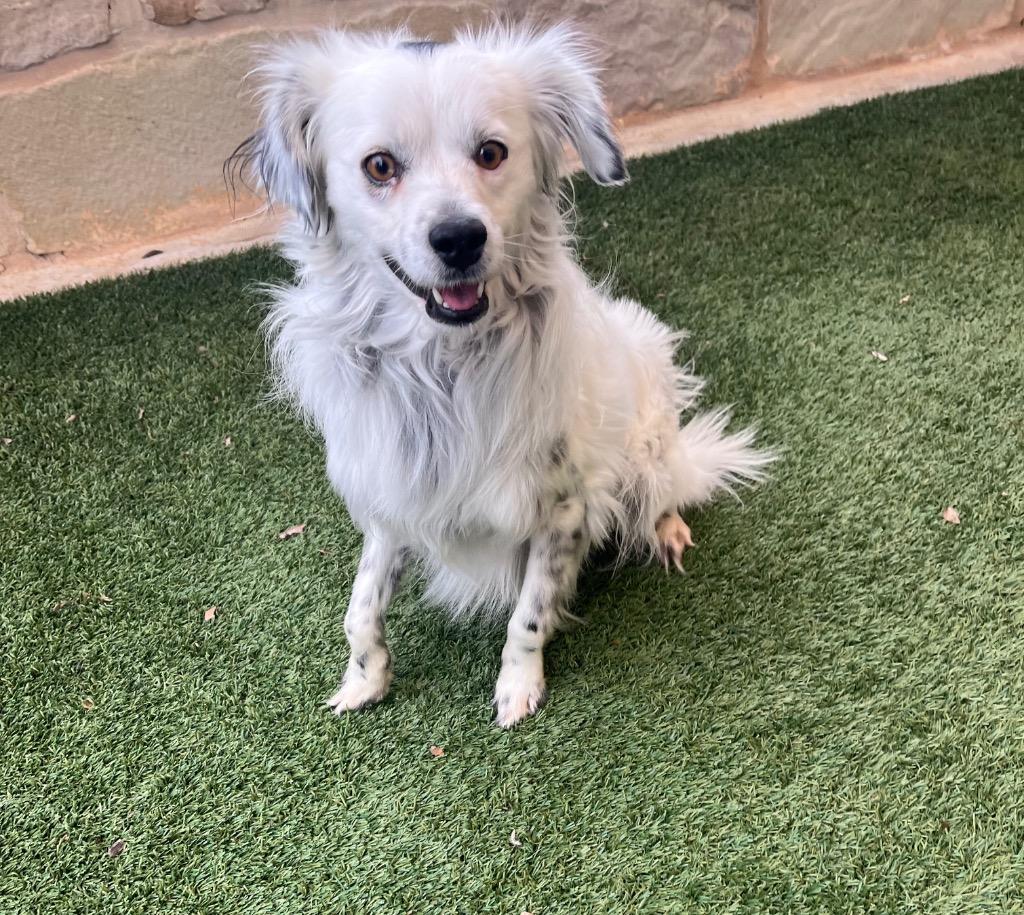 Barney, Adoptable, Young Male Australian Shepherd.