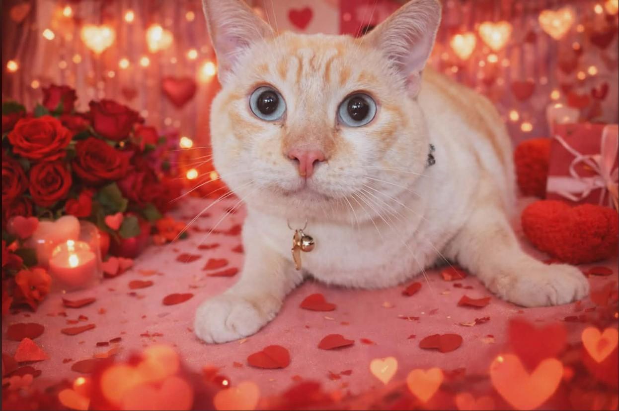 Enlarge OZZIE - FFPR, an adopted Domestic Short Hair in Walnut Creek, CA image 2/2