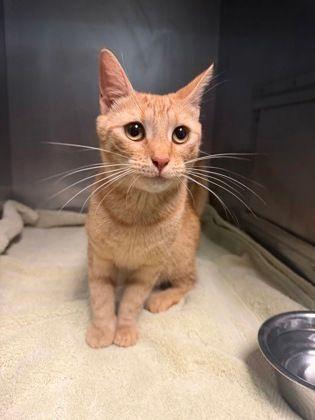 Chester, Adopted, Adult Female Domestic Short Hair.