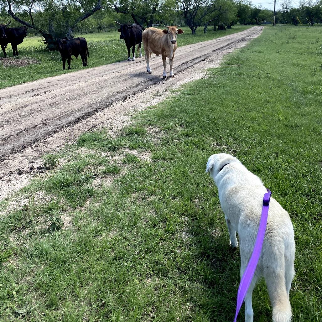 Enlarge Millie, a Adoptable mixed breed in Lockhart, TX image 4/6