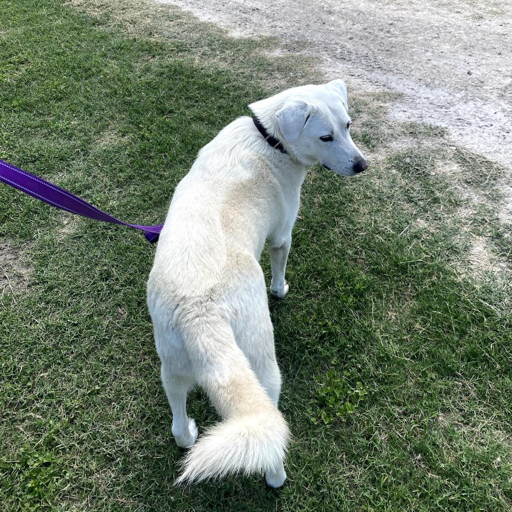 Enlarge Millie, a Adoptable mixed breed in Lockhart, TX image 2/6