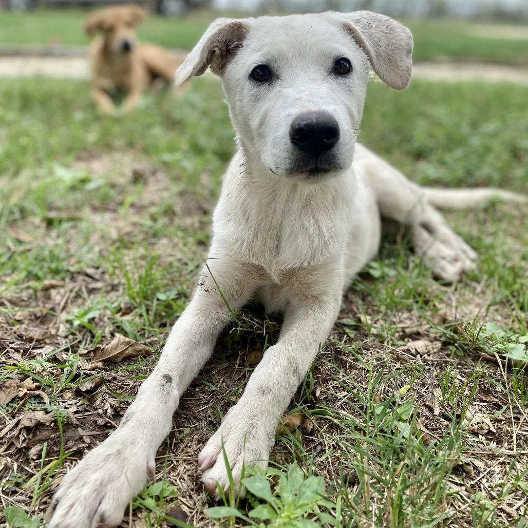 Enlarge Millie, a Adoptable mixed breed in Lockhart, TX image 6/6