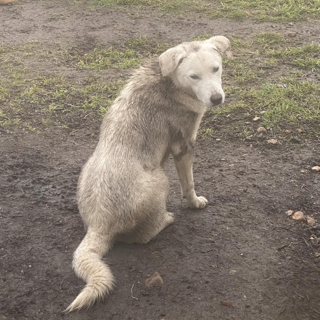 Enlarge Millie, a Adoptable mixed breed in Lockhart, TX image 3/6