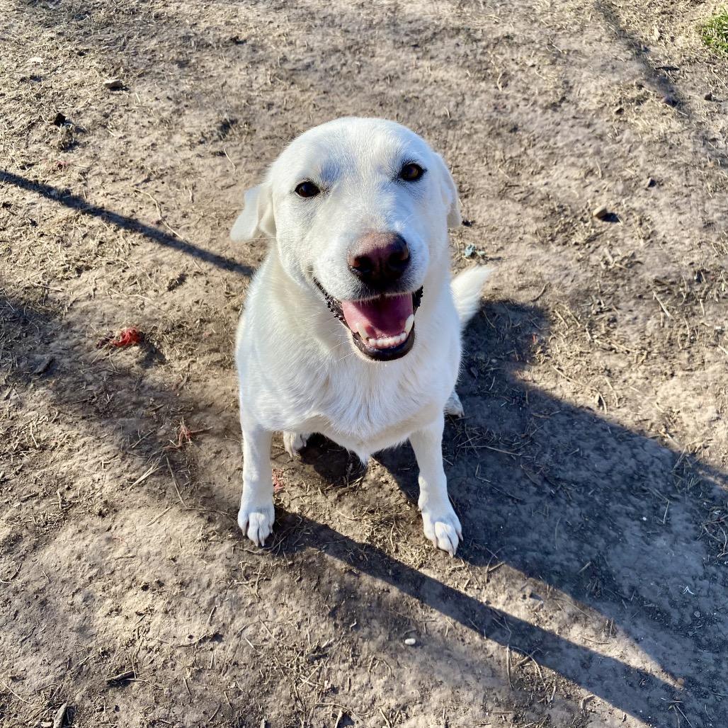 Enlarge Millie, a Adoptable mixed breed in Lockhart, TX image 1/6