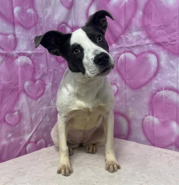 Enlarge ZINA, a Adoptable mixed breed in Augusta, GA image 1/1