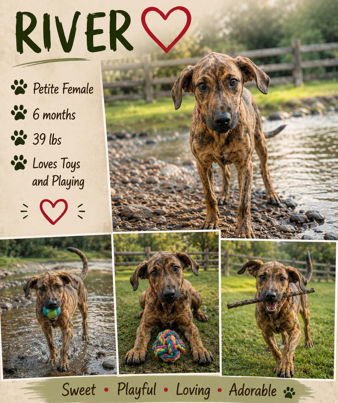 Enlarge River, a Adoptable mixed breed in Jackson, TN image 1/1