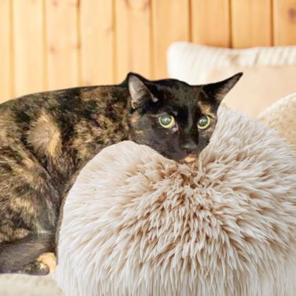 Nova, Adoptable, Adult Female Domestic Short Hair & Domestic Short Hair.