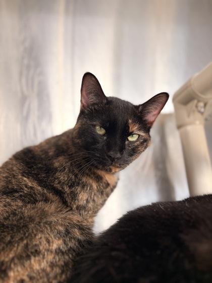 Enlarge Nova, a Adoptable mixed breed in Bartlesville, OK image 2/2