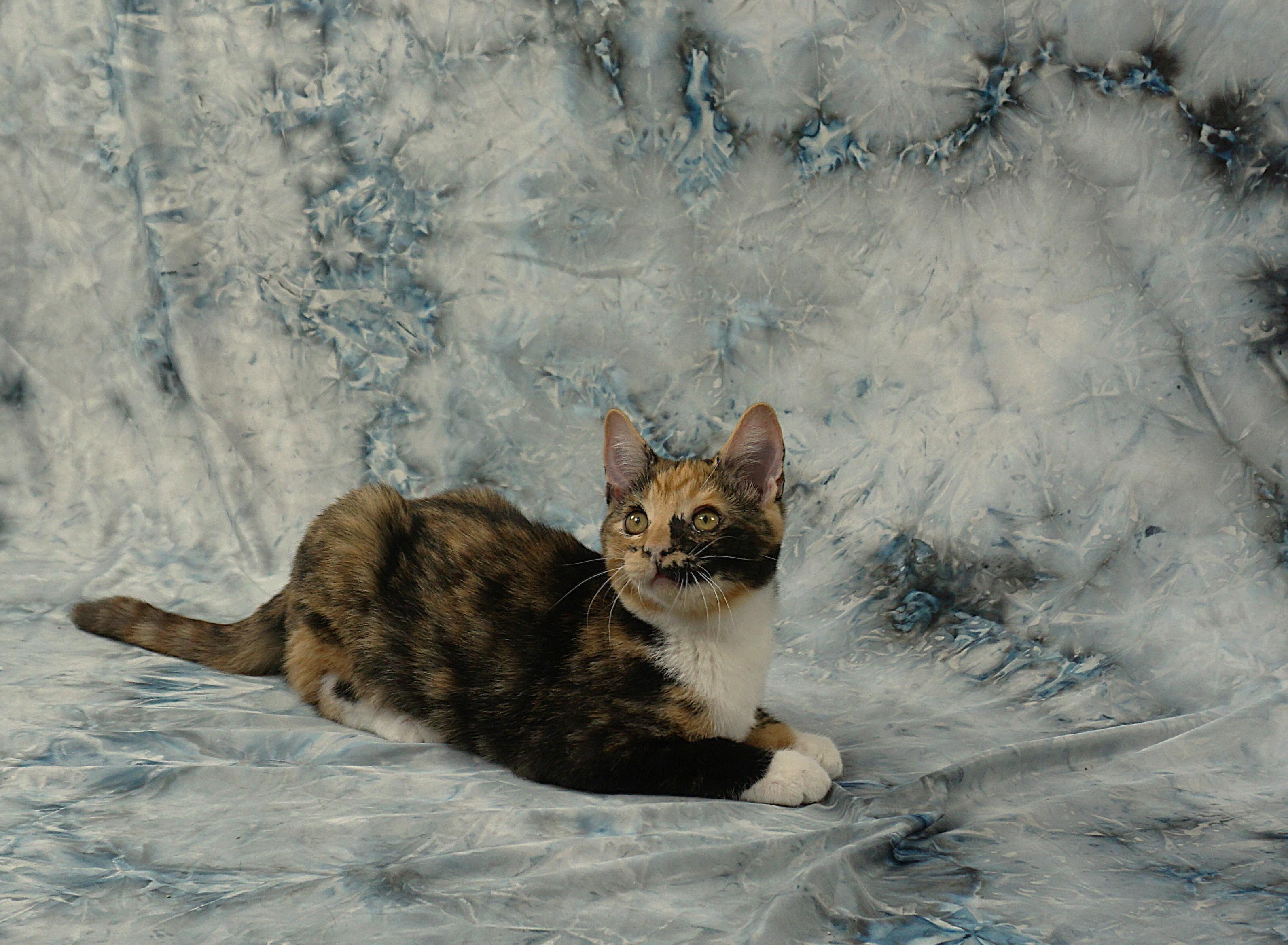 Enlarge ALAYNA -AWESOME GIRL, a ADOPTABLE Domestic Short Hair in Plano, TX image 4/6
