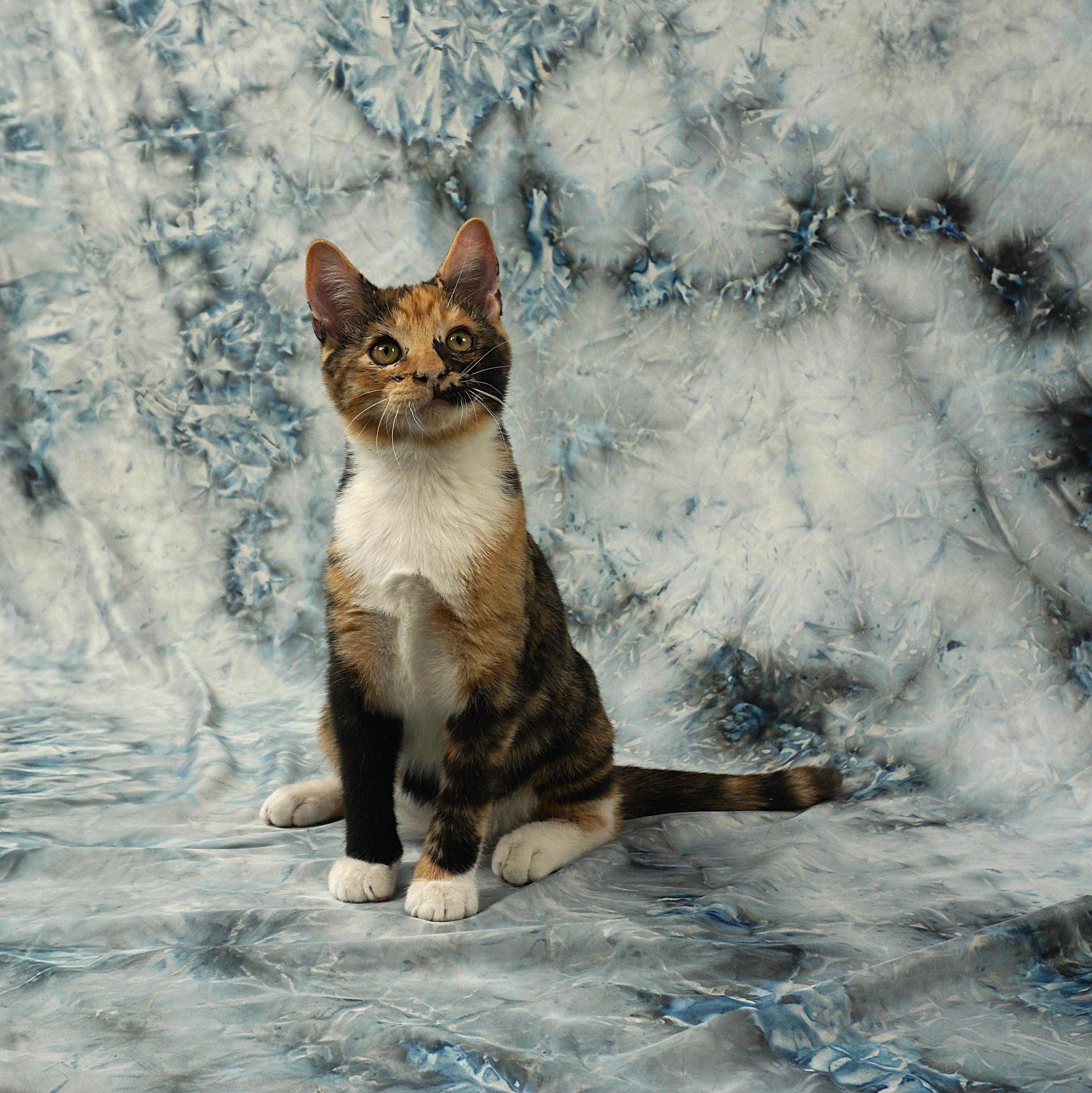 Enlarge ALAYNA -AWESOME GIRL, a ADOPTABLE Domestic Short Hair in Plano, TX image 1/6