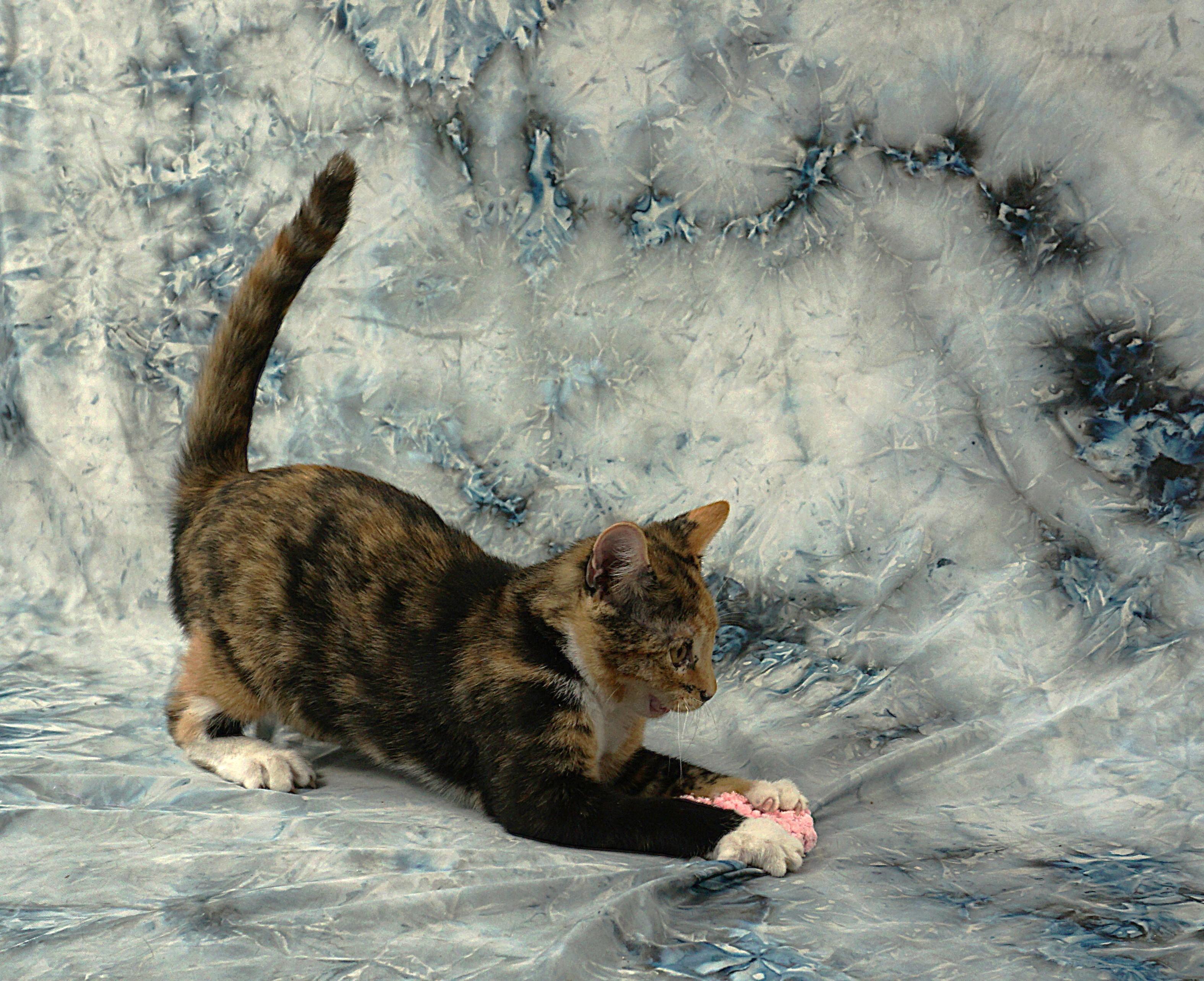 Enlarge ALAYNA -AWESOME GIRL, a ADOPTABLE Domestic Short Hair in Plano, TX image 6/6