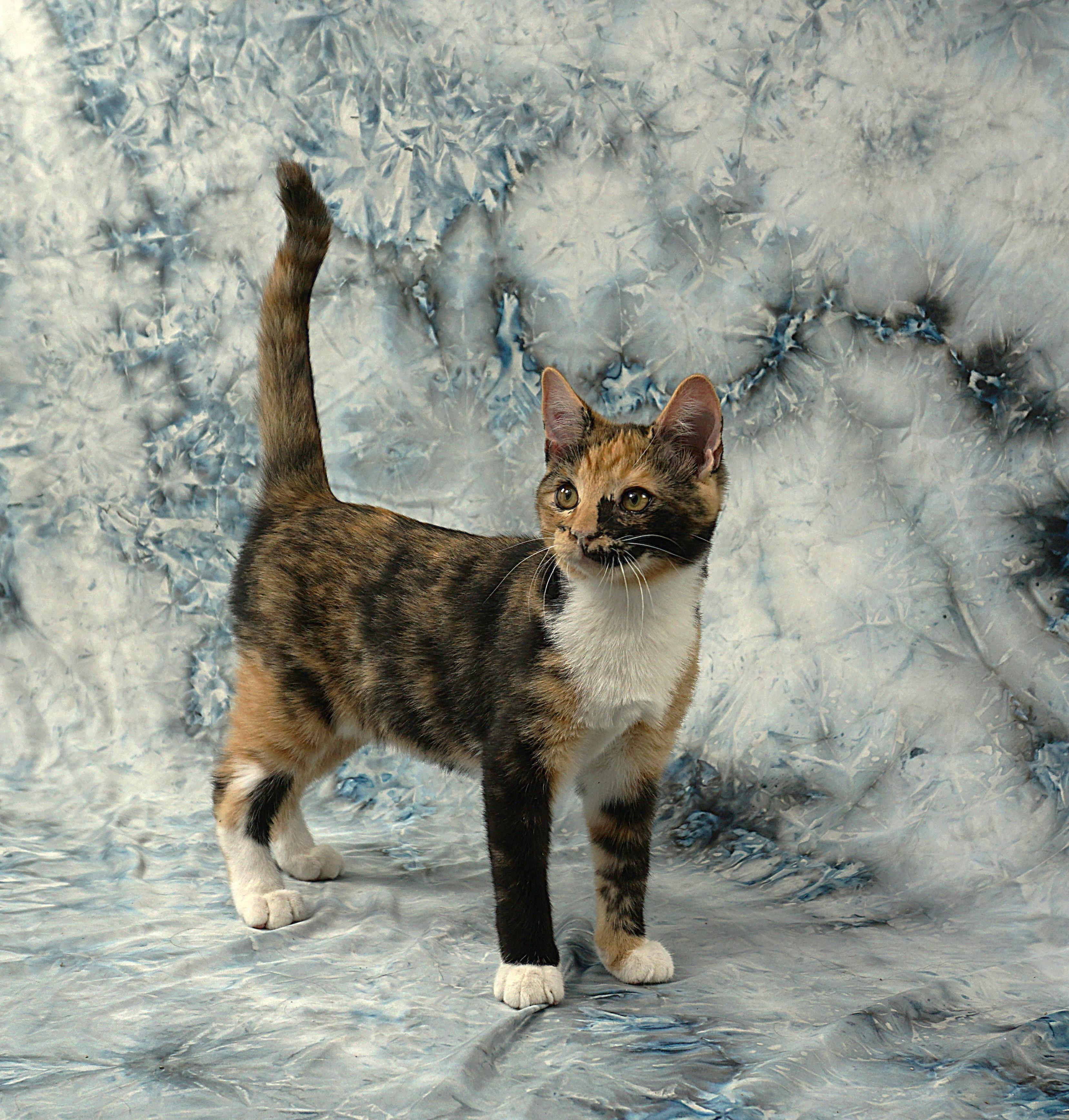 Enlarge ALAYNA -AWESOME GIRL, a ADOPTABLE Domestic Short Hair in Plano, TX image 5/6