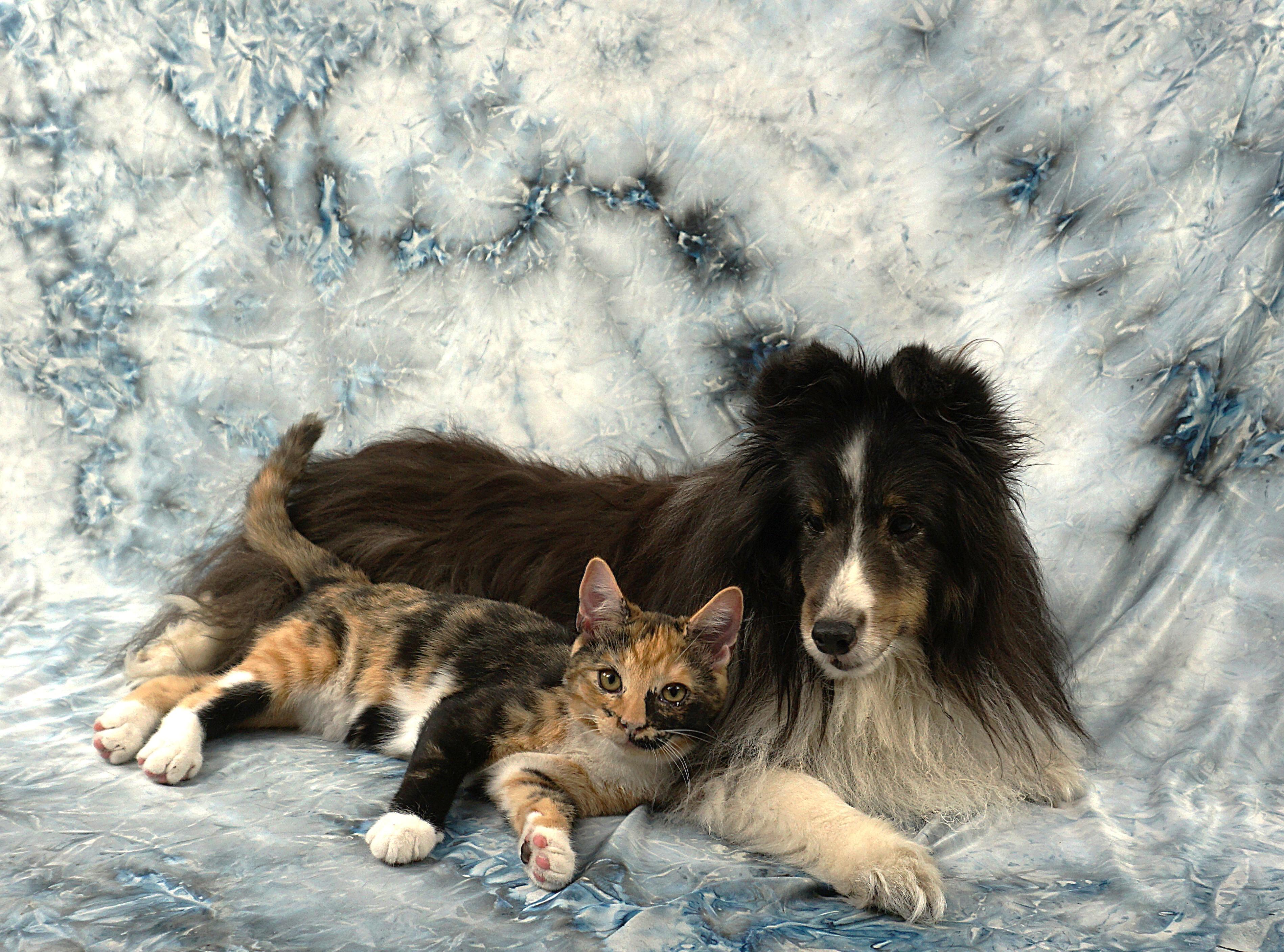 Enlarge ALAYNA -AWESOME GIRL, a ADOPTABLE Domestic Short Hair in Plano, TX image 2/6