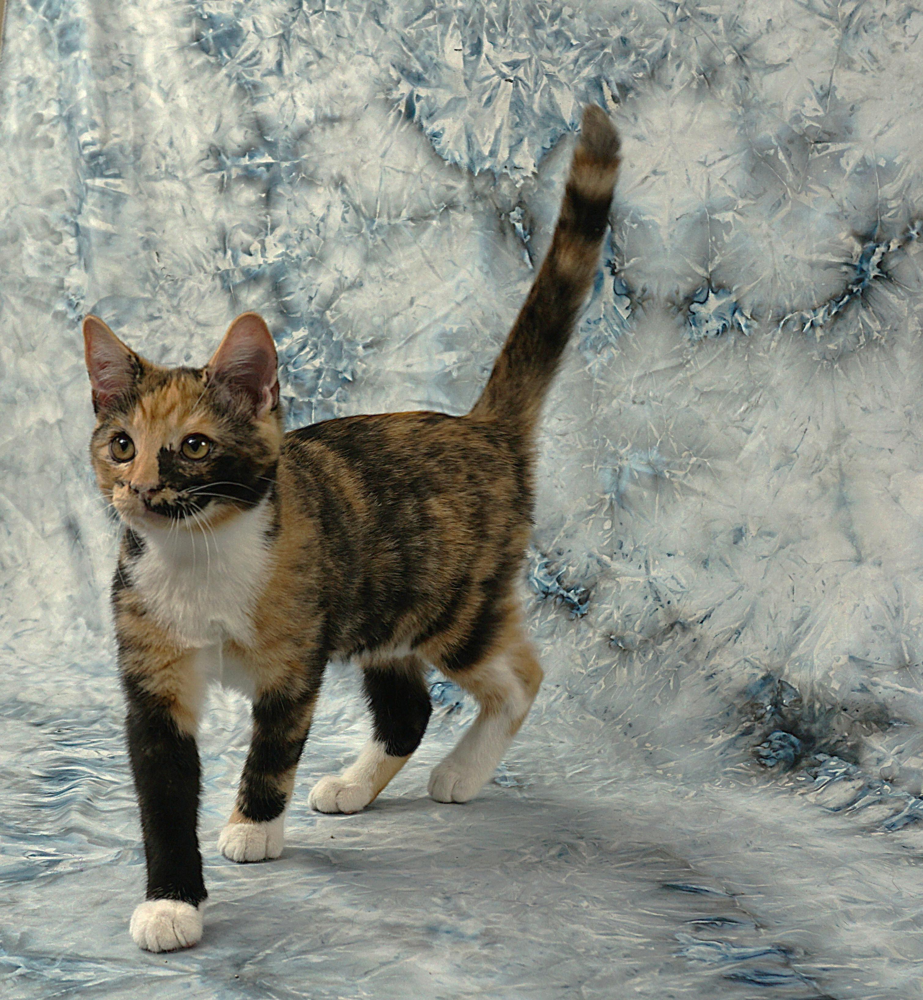 Enlarge ALAYNA -AWESOME GIRL, a ADOPTABLE Domestic Short Hair in Plano, TX image 3/6