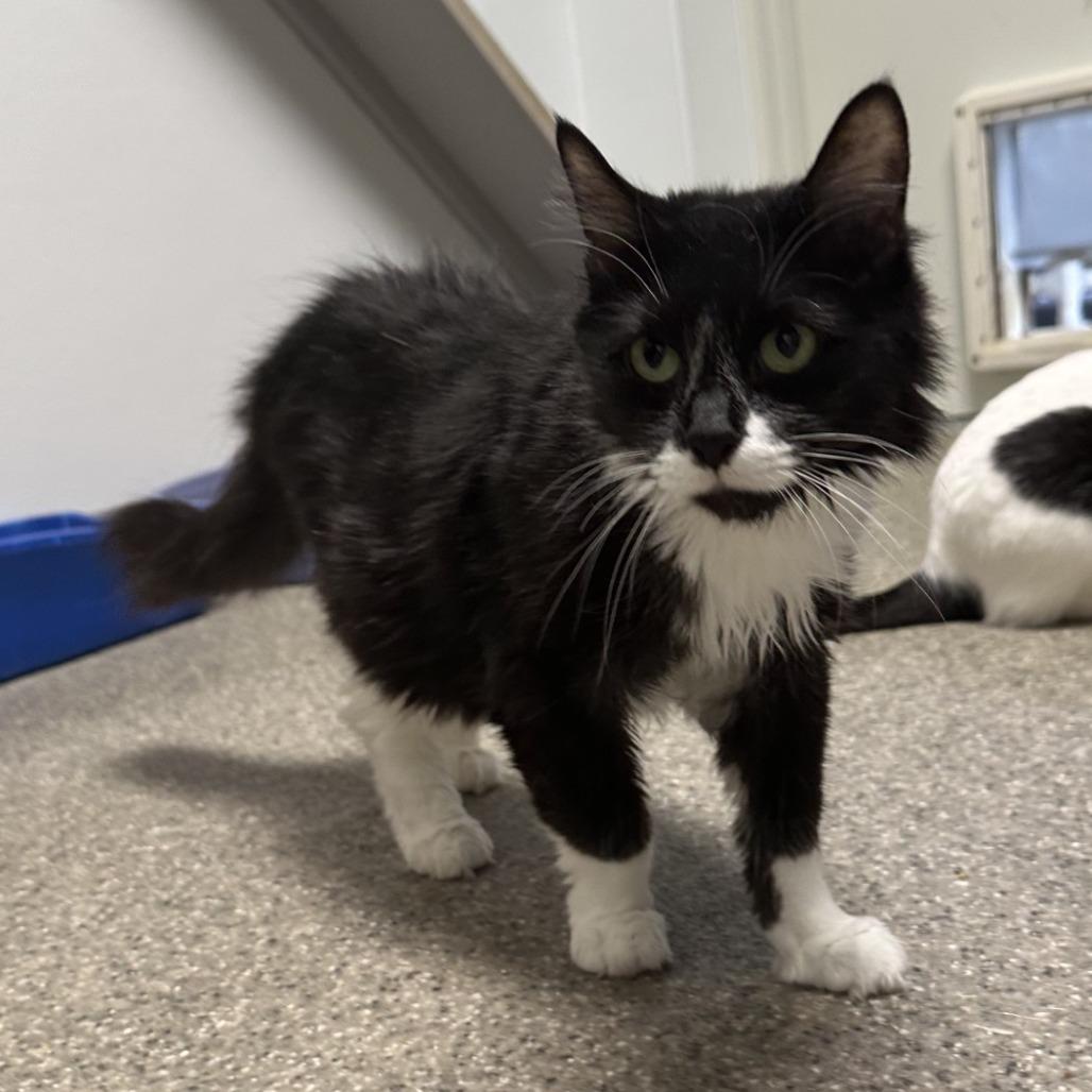 Tux, Adoptable, Adult Female Domestic Medium Hair & Domestic Short Hair.