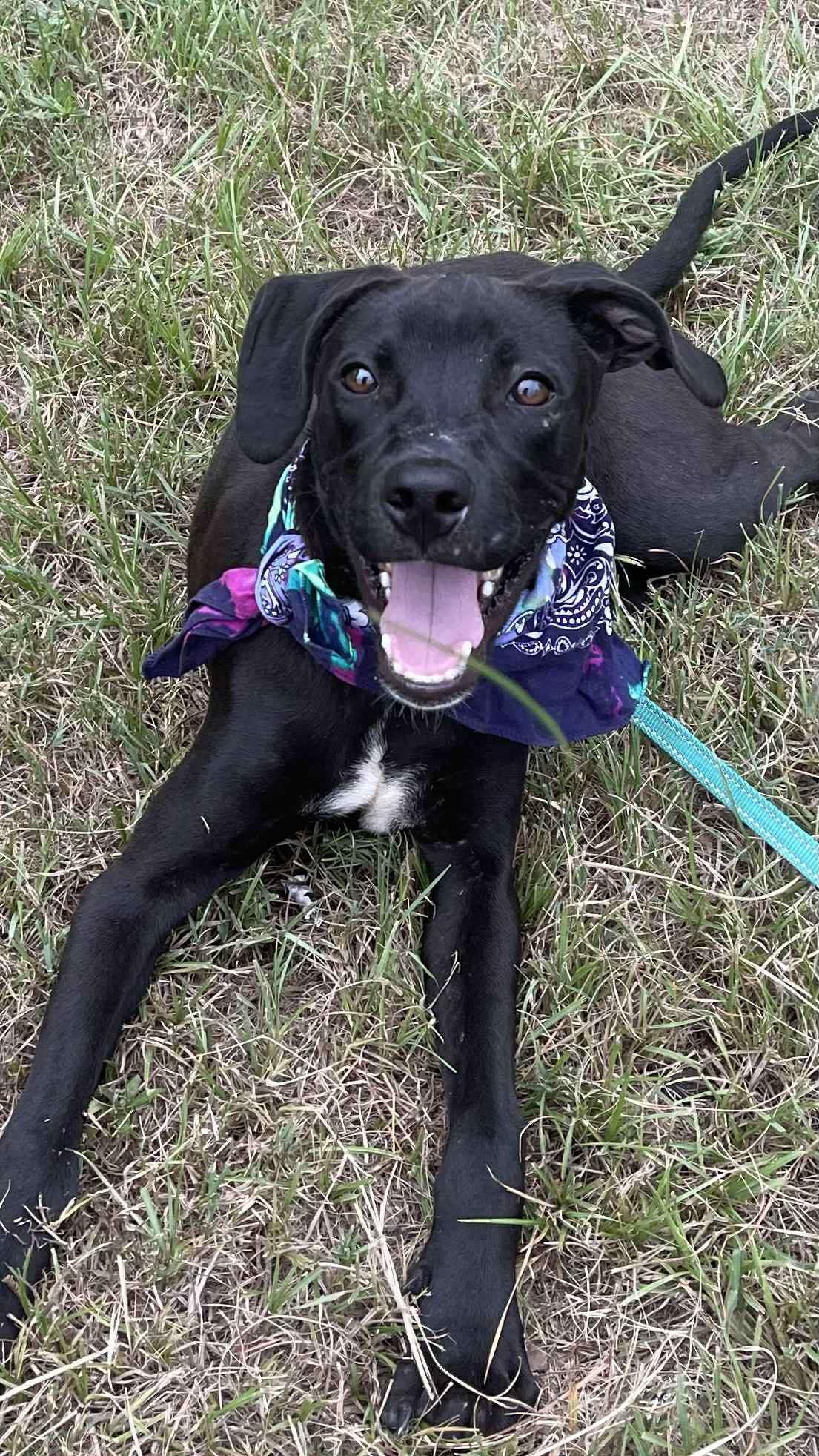 Jett, Adoptable, Young Male Mixed Breed.