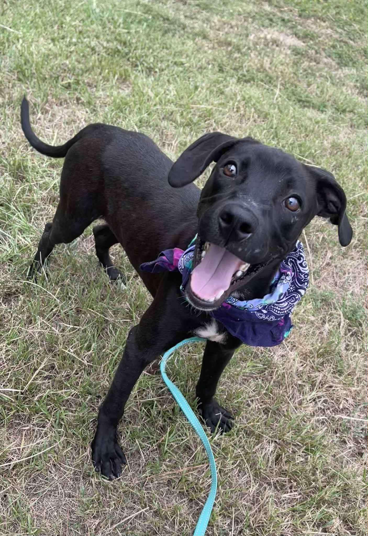 Jett, a Adoptable Mixed Breed in Northwood, NH image 2/6