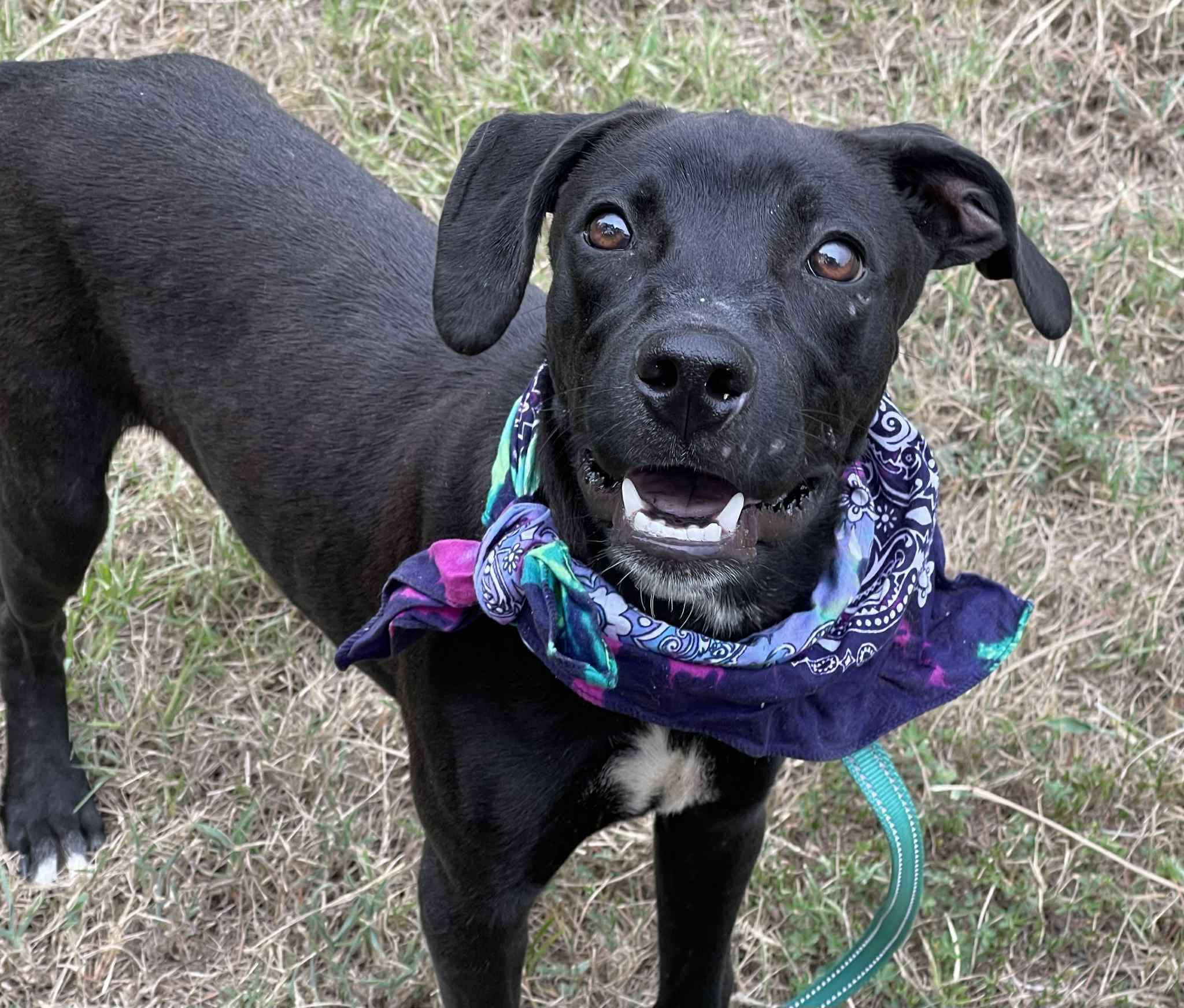 Jett, a Adoptable Mixed Breed in Northwood, NH image 3/6
