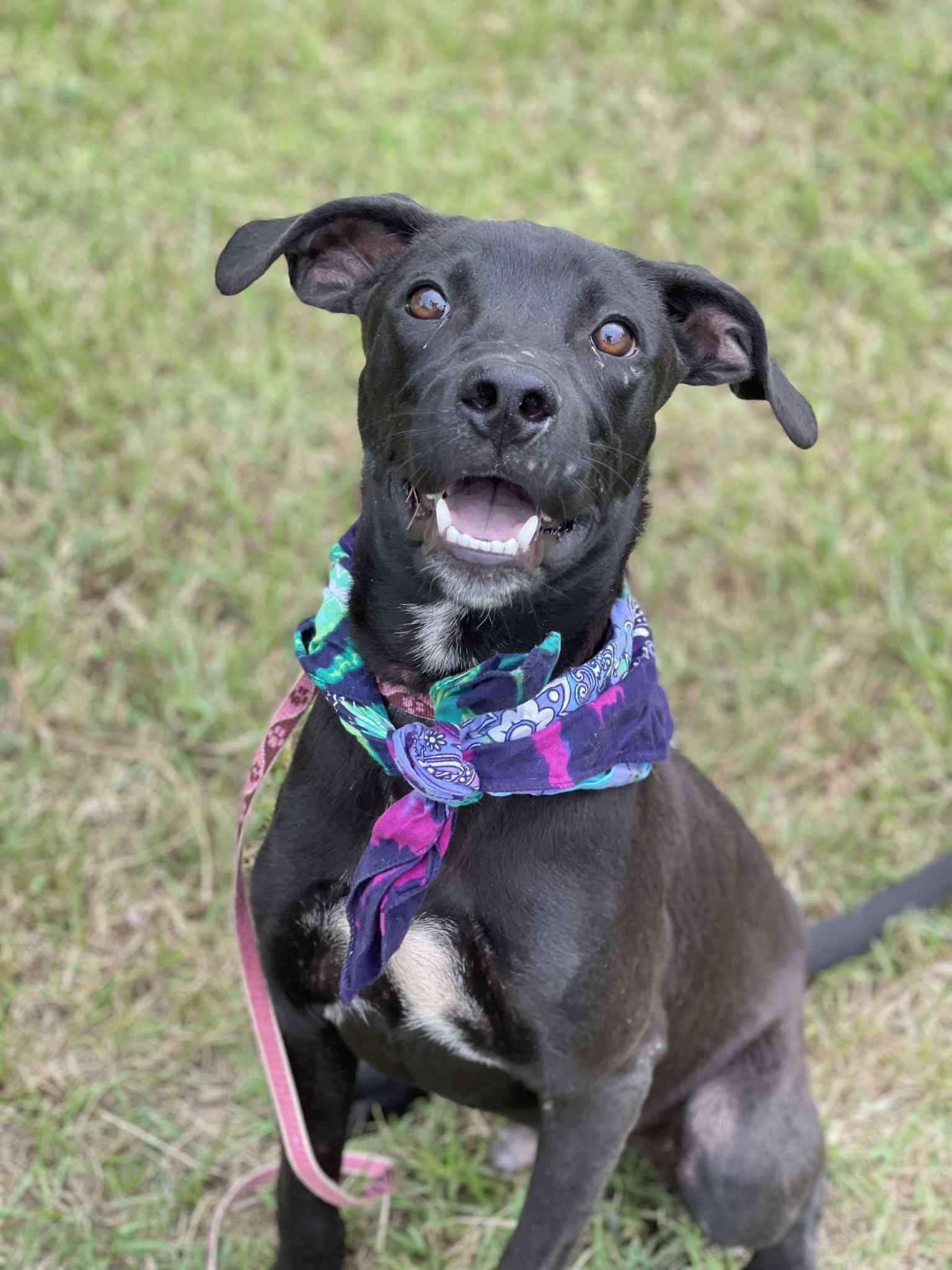 Jett, a Adoptable Mixed Breed in Northwood, NH image 4/6