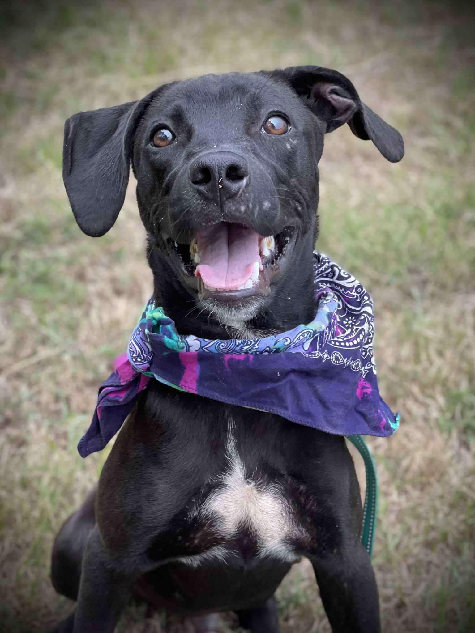 Jett, a Adoptable Mixed Breed in Northwood, NH image 5/6