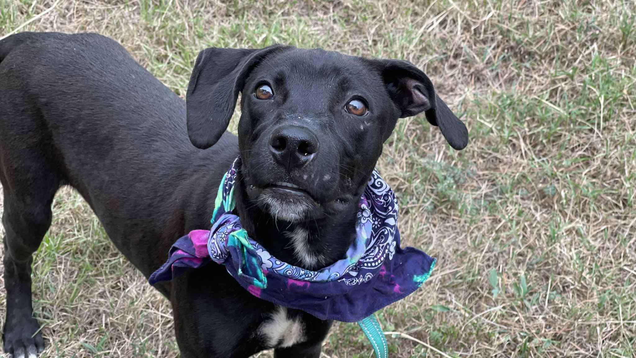 Jett, a Adoptable Mixed Breed in Northwood, NH image 6/6