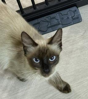 Madison, Adoptable, Adult Female Siamese.