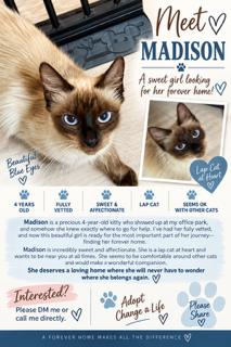 Enlarge Madison, a Adoptable Siamese in Oakland Park, FL image 2/2