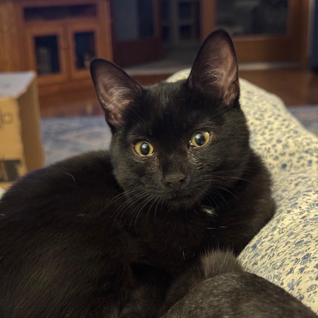 Journey, Adoptable, Kitten Female Domestic Short Hair.