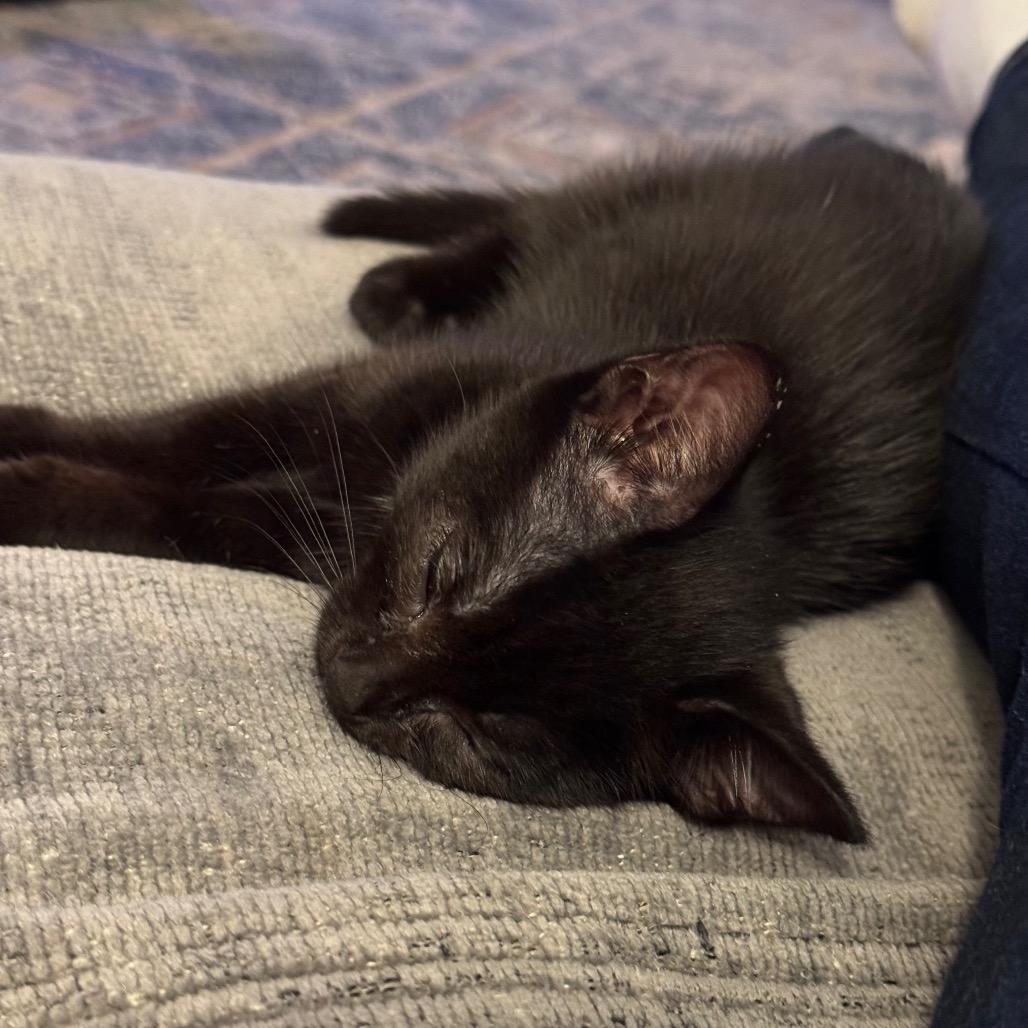 Journey, Adoptable, Kitten Female Domestic Short Hair.