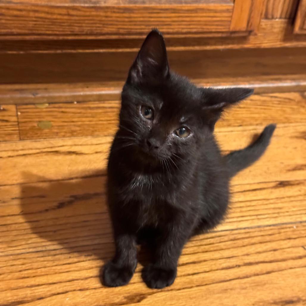 Enlarge Journey, a Adoptable Domestic Short Hair in Monroe, MI image 2/6