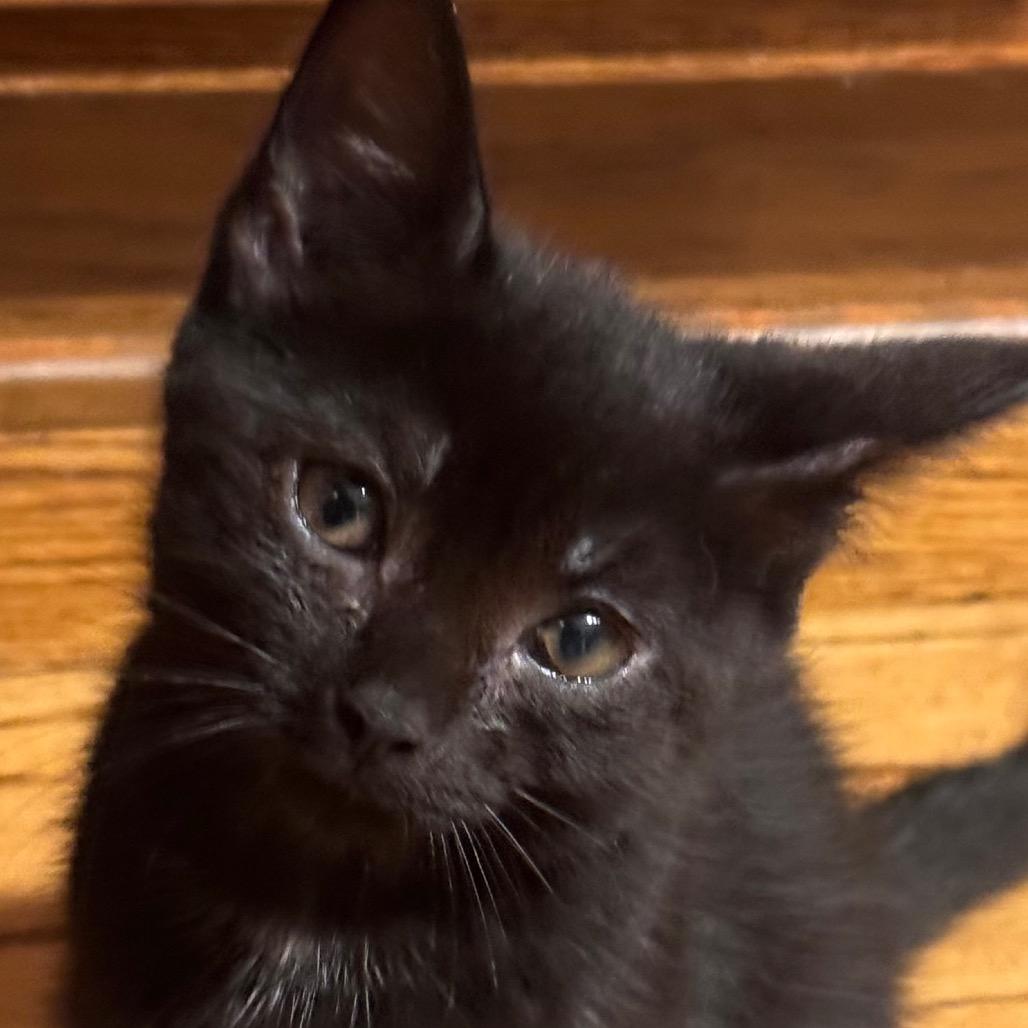 Enlarge Journey, a Adoptable Domestic Short Hair in Monroe, MI image 3/6