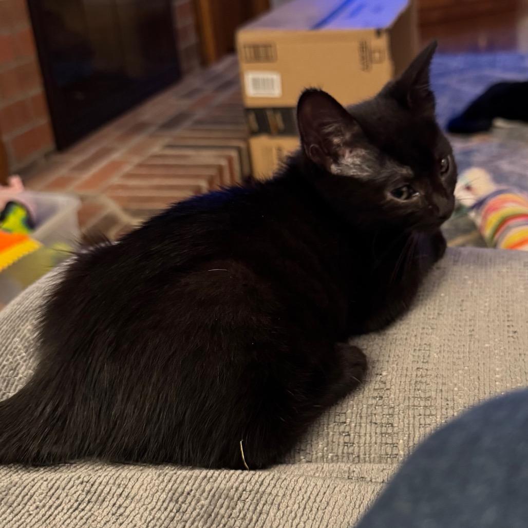 Enlarge Journey, a Adoptable Domestic Short Hair in Monroe, MI image 4/6