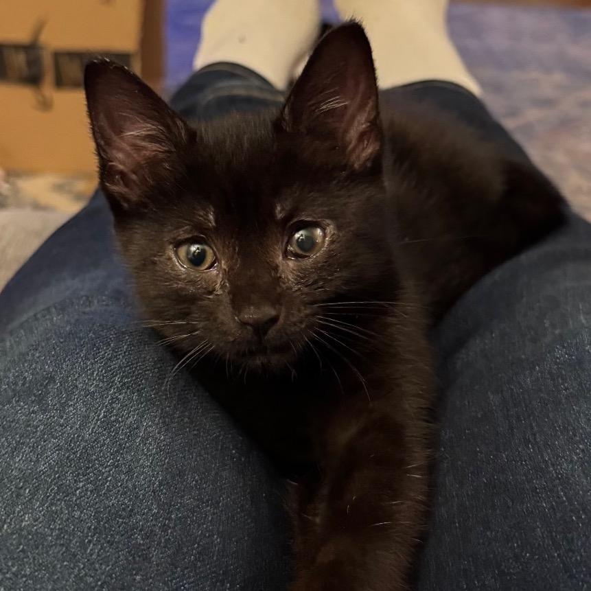 Enlarge Journey, a Adoptable Domestic Short Hair in Monroe, MI image 5/6