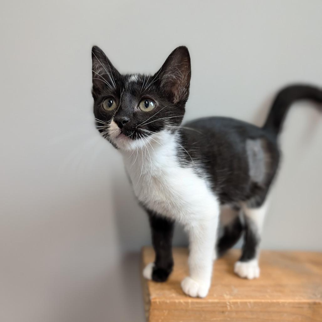 Celie, a ADOPTABLE Domestic Short Hair in Cape Girardeau, MO image 2/3