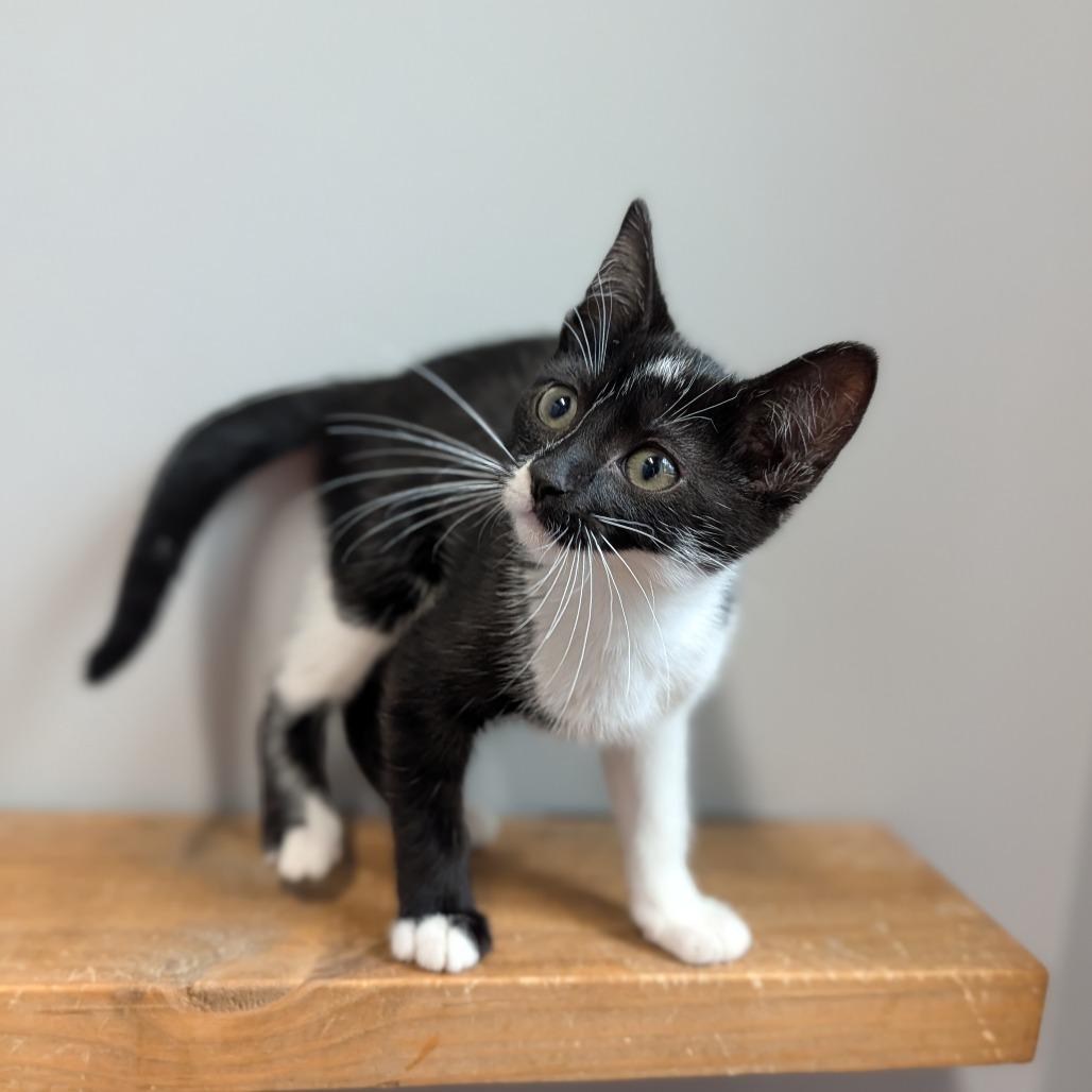 Celie, ADOPTABLE, Kitten Female Domestic Short Hair.