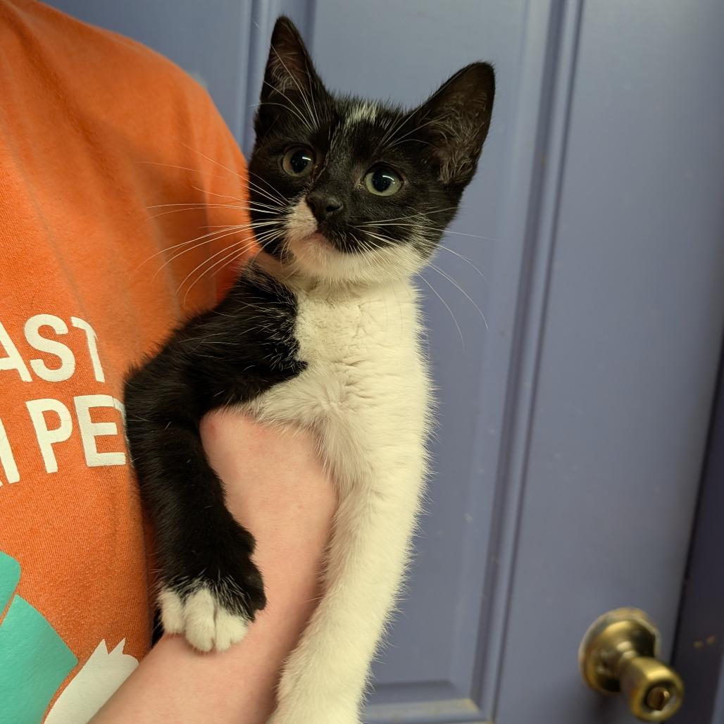 Celie, a ADOPTABLE Domestic Short Hair in Cape Girardeau, MO image 3/3