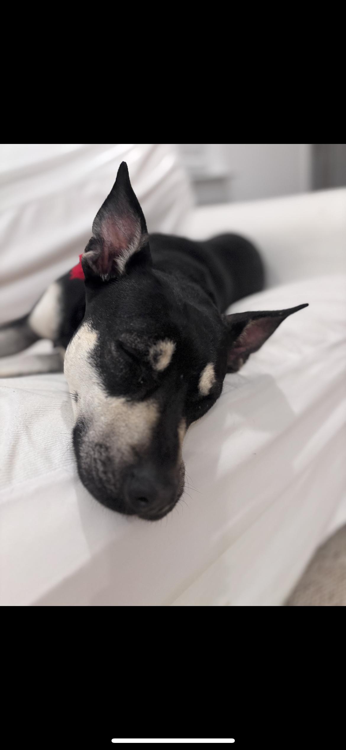 Enlarge LAUREL, a Adoptable mixed breed in Branford, CT image 3/6