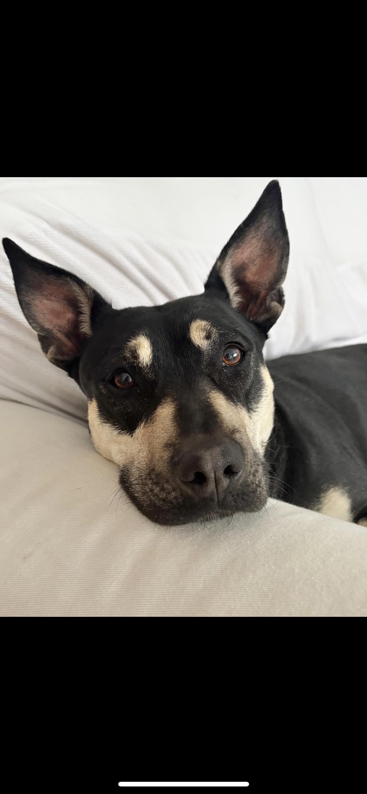 Enlarge LAUREL, a Adoptable mixed breed in Branford, CT image 6/6